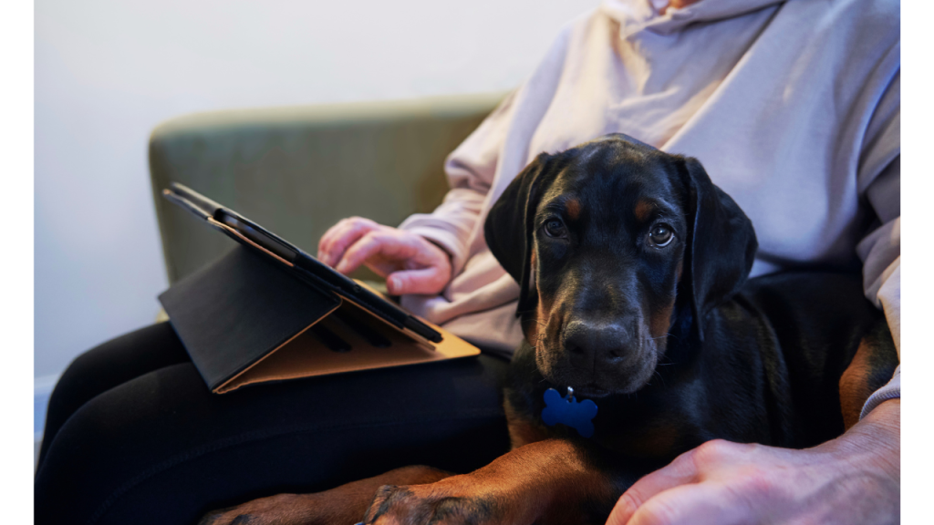 犬と一緒にソファに座っている人がタブレットを操作している画像